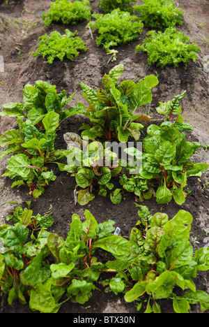 Petite parcelle de blettes et l'endive dans un jardin communautaire dans le sud de Seattle, Marra Patch Pois ferme Banque D'Images