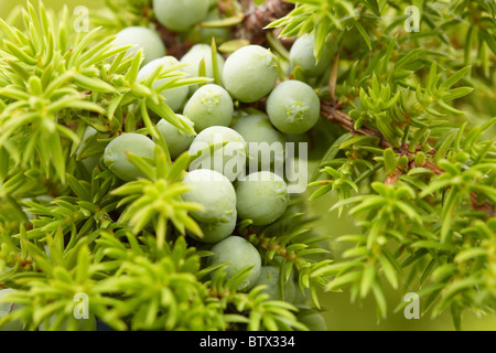 Fruit vert de proximité à aiguilles de genévrier Banque D'Images