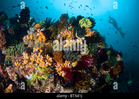 Un plongeur nage plus d'une incroyable diversité de coraux où la vie marine est en compétition pour la nourriture et l'espace à vivre. Banque D'Images