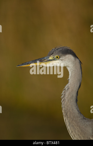 Close-up of young Héron cendré (Ardea cinerea), îles Scilly, Angleterre, RU Banque D'Images