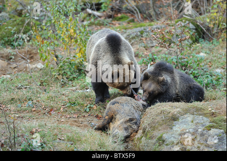 Ours brun européen eurasien - Ours brun (Ursus arctos arctos) Mère & cub de manger d'une carcasse de sanglier Banque D'Images