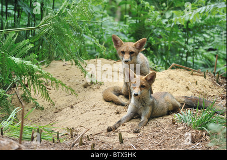 Politique Le renard roux (Vulpes vulpes) Deux de cinq mois, les louveteaux se reposant près de la tanière en été - Belgique Banque D'Images