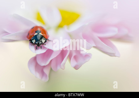 Coccinella septempunctata - Coccinella 7-punctata - 7-spot Ladybird sur une fleur rose Daisy Banque D'Images