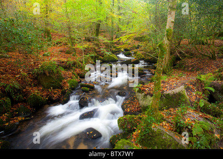 Chute d'automne dans les bois à Kennall Vale nature réserver Angleterre Cornwall Banque D'Images