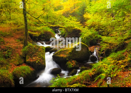 Chute d'automne dans les bois à Kennall Vale nature réserver Angleterre Cornwall Banque D'Images