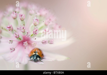 Coccinella septempunctata - Coccinella 7-punctata - 7-spot Ladybird sur une fleur Astrantia Banque D'Images