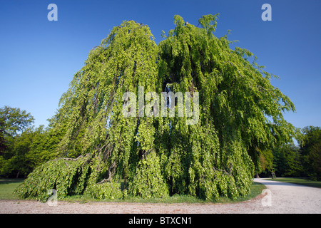 Hêtre (Fagus sylvatica), des pleurs ou pendula formulaire, en parc, Allemagne Banque D'Images