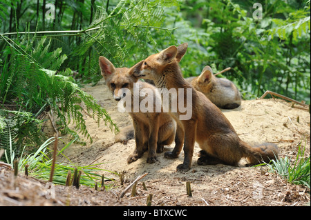 Politique Le renard roux (Vulpes vulpes) trois de cinq mois, les louveteaux se reposant près de la den en été - Belgique Banque D'Images