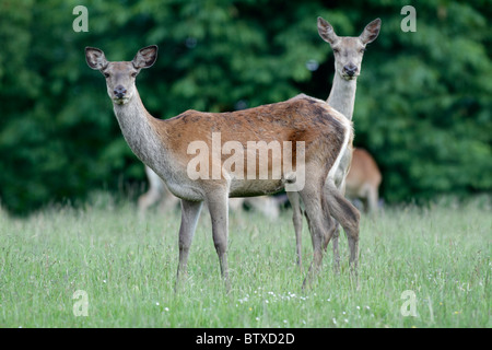 Red Deer (Cervus elaphus), deux hinds en alerte, Allemagne Banque D'Images