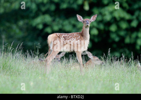 Red Deer (Cervus elaphus), fauve ou d'un veau en alerte, Allemagne Banque D'Images