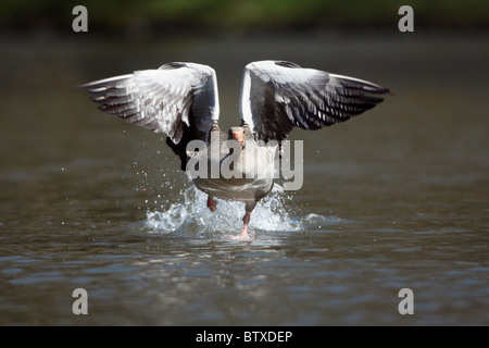 Oie cendrée (Anser anser), Gander en travers de la surface de l'eau, affichant à femelle pendant la saison de reproduction, Allemagne Banque D'Images
