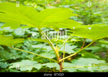 Détail de dessous de 'Devil's Club' , Oplopanax horridus, montrant la tige épineuse sous des feuilles. Banque D'Images