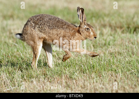 Lièvre d'Europe (Lepus capensis europaeus), fonctionnant plus de champ, Allemagne Banque D'Images