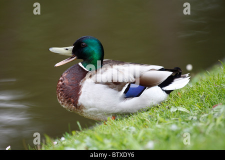 Le Canard colvert (Anas platyrhynchos), drake appelez de côté de lac, Allemagne Banque D'Images