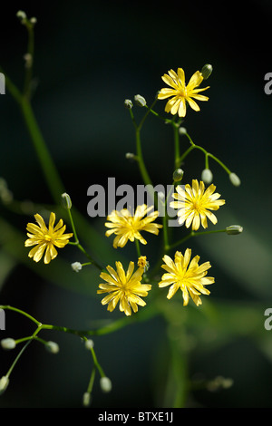 La lapsane commune Lapsana communis), (la floraison dans jardin, Allemagne Banque D'Images