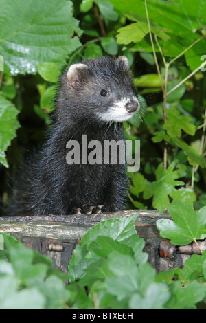 Le putois (Mustela putorius), jeune animal alerte sur tige de l'arbre, Allemagne Banque D'Images