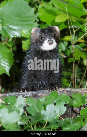 Le putois (Mustela putorius), jeune animal alerte sur tige de l'arbre, Allemagne Banque D'Images