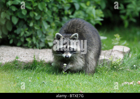 Le raton laveur (Procyon lotor), dans le jardin à la recherche de nourriture, Allemagne Banque D'Images