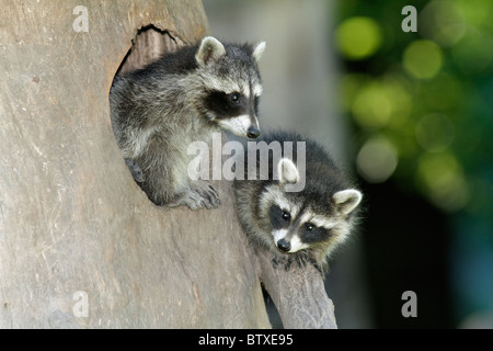 Le raton laveur (Procyon lotor), deux bébés animaux assis en face de l'entrée dans la souche d'arbre, Allemagne Banque D'Images