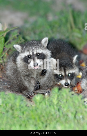 Le raton laveur (Procyon lotor), deux bébés animaux se nourrissant de la masse, Allemagne Banque D'Images