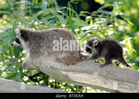 Le raton laveur (Procyon lotor), reposant sur branche avec bébé animal, Allemagne Banque D'Images