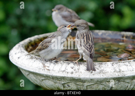 Moineau domestique (Passer domesticus), les jeunes oiseaux mendier de la nourriture de la mère, de l'Allemagne Banque D'Images