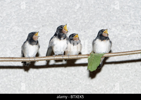 L'hirondelle rustique (Hirundo rustica), l'envol assis sur stick mendier de la nourriture, de l'Allemagne Banque D'Images