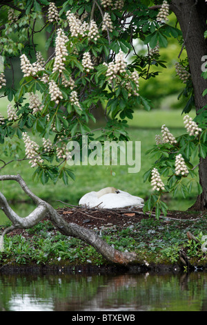 Mute Swan (Cygnus olor), ci-après la nidification, châtaignier floraison printemps, Allemagne Banque D'Images