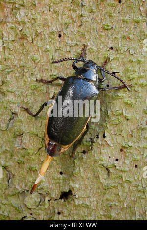 Prionus coriarius (Tanner), femme insecte sur la tige de sapin, Allemagne Banque D'Images