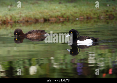 Fuligule morillon (Aythya fuligula), Drake et canard sur le lac, Allemagne Banque D'Images