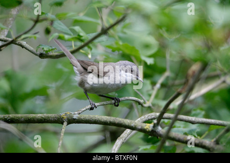 Fauvette grisette (Sylvia curruca moindre), perché sur branche, Allemagne Banque D'Images