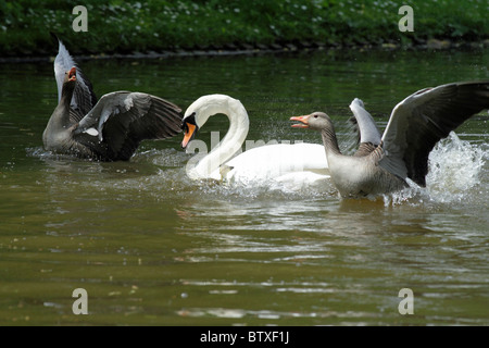 Oie cendrée (Anser anser), parents d'attaquer et de défendre leurs gosling de cygne muet (Cygnus olor), Allemagne Banque D'Images