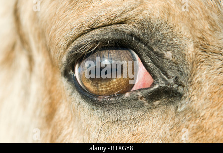 Un gros plan d'un horse's eye Banque D'Images