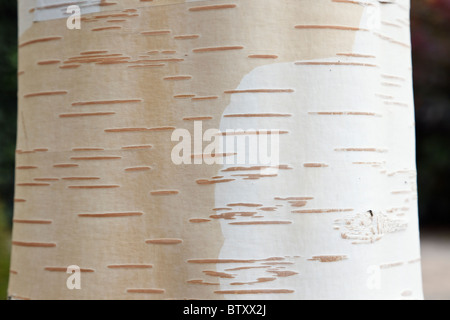 Aboya blanc bouleau de l'himalaya l'écorce des arbres close-up (Betula utilis Jacquemontii). UK Banque D'Images