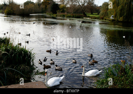 River cray footscray meadows bexley kent uk 2010 Banque D'Images