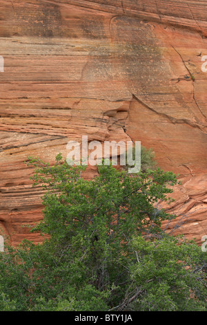 Le parc national de Zion - Utah - USA - montrant les couches de grès en lits Banque D'Images