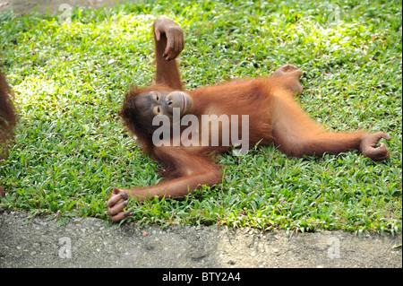 Photo d'un singe Orang Utan couché dans l'herbe sol avec les jambes écartées et avec un bras levé. Banque D'Images