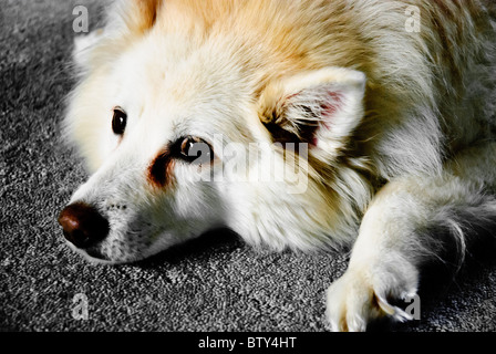 American Eskimo Dog lying down Banque D'Images