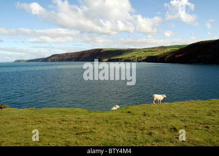 Deux Moutons à Ynys-Lochtyn, près de Llangranog, Ceredigion sur le milieu de la côte galloise Banque D'Images