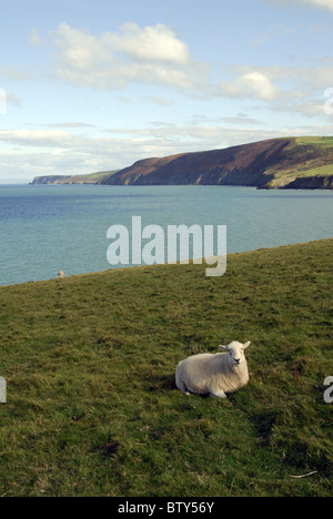 Mouton à Ynys-Lochtyn, près de Llangranog, Ceredigion sur le milieu de la côte galloise. Banque D'Images