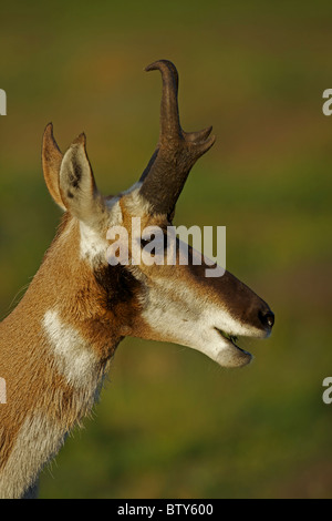L'Antilope Pronghorn (Antilocapra americana) () Dakota du Sud - USA Banque D'Images