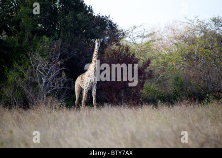 Girafe masaï ( Giraffa camelopardalis tippelskirchi ) Saadani National Park Tanzanie Banque D'Images