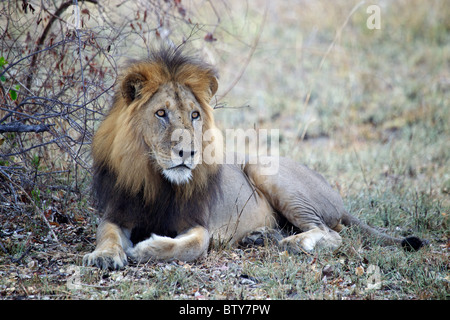 AFRICAN LION mâle ( Panthera leo ) Saadani National Park Tanzanie Banque D'Images