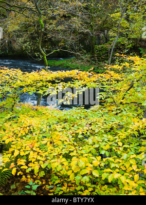 La rivière Brathay dans les bois au pont Skelwith dans le parc national Lake District, Cumbria, Angleterre. Banque D'Images