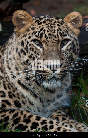 Persian leopard (Panthera pardus ciscaucasica), aussi appelé le léopard du Caucase Banque D'Images