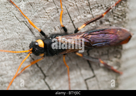 Wasp (Uroceras bois gigas) sur post le haut de 3 Frères, Selkirk Banque D'Images