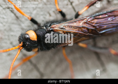 Wasp (Uroceras bois gigas) sur post le haut de 3 Frères, Selkirk Banque D'Images