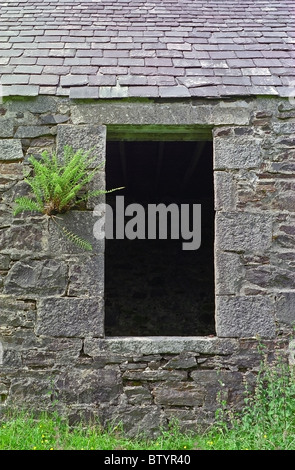 Fenêtre vide vide avec de plus en plus du mur de fougère d'une traditionnelle construite en pierre abandonnée Cottage écossais Banque D'Images