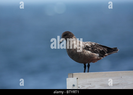 Calotte polaire sud skua assis avec en fond la mer bleue Banque D'Images