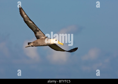 Voler sur l'albatros des Galapagos, l'île Espanola Puerto Suarez, îles Galapagos, en Équateur. Banque D'Images